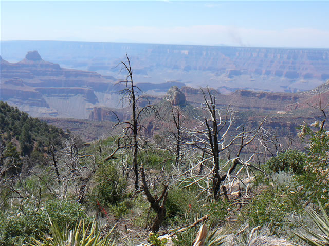 images/Hiking North Rim- Widforss Trail (21).jpg